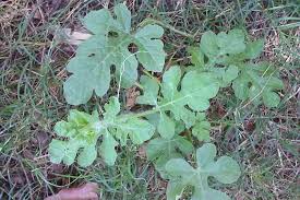 Attēlu rezultāti vaicājumam “Citrullus lanatus leaf”