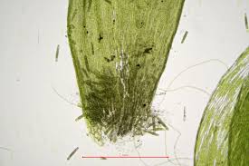 Attēlu rezultāti vaicājumam “Plagiothecium denticulatum”