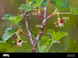 Attēlu rezultāti vaicājumam “Ribes uva-crispa flower”