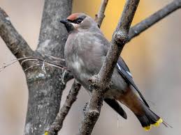 Attēlu rezultāti vaicājumam “Bombycilla garrulus adult”