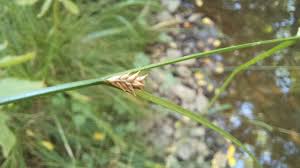Attēlu rezultāti vaicājumam “Carex remota fruit”