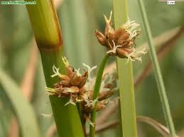 Attēlu rezultāti vaicājumam “Cladium mariscus”