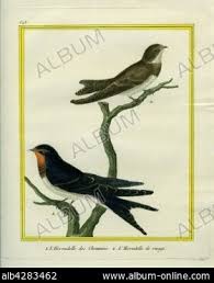 Image result for Chaetura pelagica