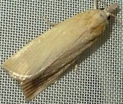 Attēlu rezultāti vaicājumam “Calamotropha paludella”