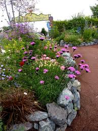 Image result for Dianthus carthusianorum