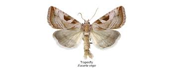 Attēlu rezultāti vaicājumam “Eucarta virgo”