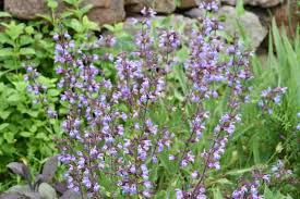 Image result for Salvia officinalis