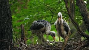 Attēlu rezultāti vaicājumam “Ciconia ciconia juvenile”