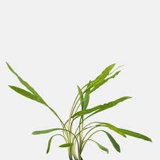 Attēlu rezultāti vaicājumam “Cribraria costata stalked”