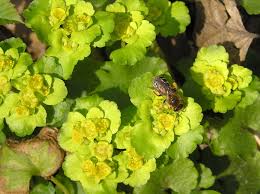 Attēlu rezultāti vaicājumam “Chrysosplenium alternifolium flower”