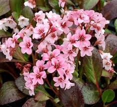 Attēlu rezultāti vaicājumam “Bergenia crassifolia flower”