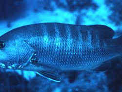 Image result for Lutjanus cyanopterus