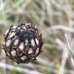 Attēlu rezultāti vaicājumam “Centaurea scabiosa fruit”