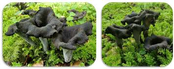 Attēlu rezultāti vaicājumam “Cratarellus cornucopioides”