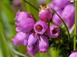 Attēlu rezultāti vaicājumam “Erica tetralix fruit”