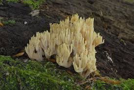 Attēlu rezultāti vaicājumam “Ramaria stricta”