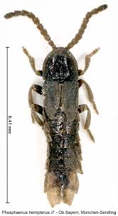 Attēlu rezultāti vaicājumam “Phosphaenus hemipterus”