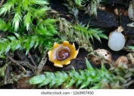 Attēlu rezultāti vaicājumam “Sphaerobolus stellatus”