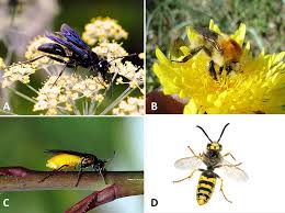 Attēlu rezultāti vaicājumam “Hymenoptera”