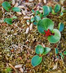 Attēlu rezultāti vaicājumam “Salix triandra fruit”