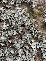 Attēlu rezultāti vaicājumam “Dermatocarpon luridum”