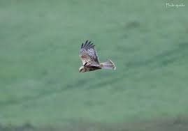 Attēlu rezultāti vaicājumam “Circus aeruginosus adult”