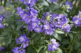 Attēlu rezultāti vaicājumam “Polemonium caeruleum flower”