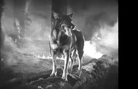 Image result for Weston Rhyn Wolves