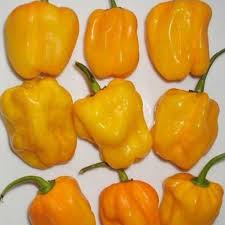 Afbeeldingsresultaat voor aji habanero hot pepper