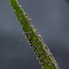 Attēlu rezultāti vaicājumam “Physarum cinereum macro”
