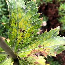 Image result for Blaudistel