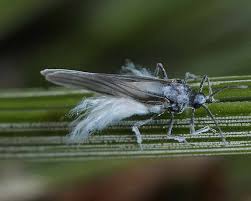 Attēlu rezultāti vaicājumam “Prociphilus xylostei”