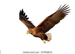 Attēlu rezultāti vaicājumam “Haliaeetus albicilla adult”