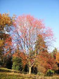 Attēlu rezultāti vaicājumam “Sorbus alnifolia”