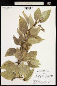 Attēlu rezultāti vaicājumam “Populus laurifolia”