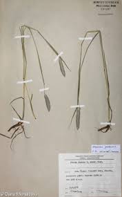 Attēlu rezultāti vaicājumam “Alopecurus pratensis fruit”