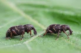 Attēlu rezultāti vaicājumam “Hylobius pinastri”