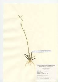 Attēlu rezultāti vaicājumam “Lobelia dortmanna”