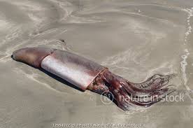 Image result for Dosidicus gigas