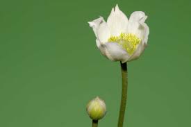 Attēlu rezultāti vaicājumam “Anemone sylvestris bud”