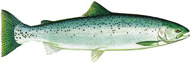 Image result for Oncorhynchus mykiss