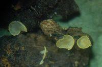 Attēlu rezultāti vaicājumam “Hyalorbilia inflatula”