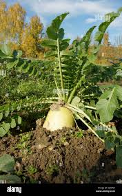 Image result for Rettich