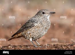 Image result for Monticola saxatilis
