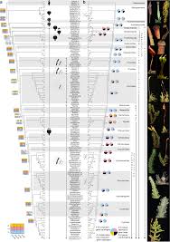 Attēlu rezultāti vaicājumam “Anomodon attenuatus sporophyte”