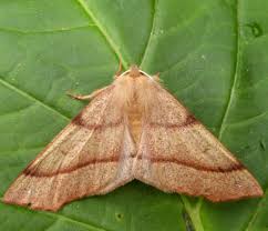 Attēlu rezultāti vaicājumam “Colotois pennaria”