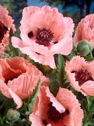 Attēlu rezultāti vaicājumam “Papaver orientale  flower”