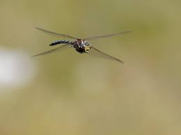 Attēlu rezultāti vaicājumam “Aeshna juncea male”