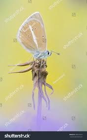 Attēlu rezultāti vaicājumam “Agrodiaetus damon”