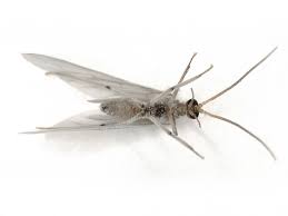 Attēlu rezultāti vaicājumam “Coniopterygidae”